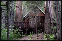 Cabin among sequoia trees, Belknap Grove. Giant Sequoia National Monument, Sequoia National Forest, California, USA ( color)