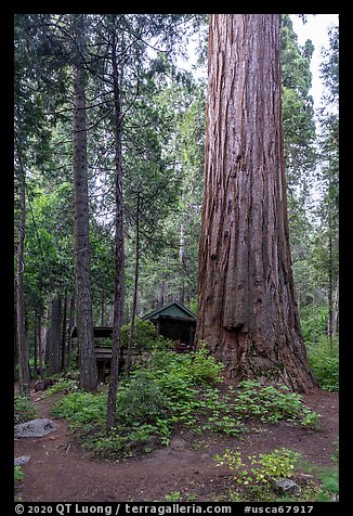 Giant Sequoia tree and cabin, Belknap Grove. Giant Sequoia National Monument, Sequoia National Forest, California, USA