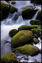 Mossy boulders and creek. Giant Sequoia National Monument, Sequoia National Forest, California, USA ( color)