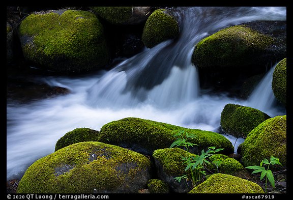 Mossy boulders, Middle Fork Tule River. Giant Sequoia National Monument, Sequoia National Forest, California, USA (color)
