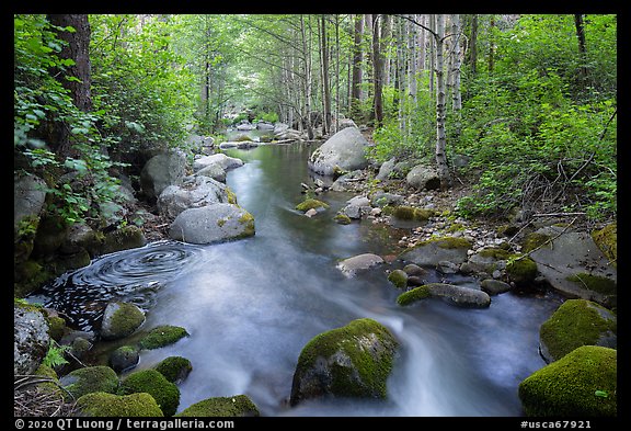 Middle Fork Tule River flowing in forest. Giant Sequoia National Monument, Sequoia National Forest, California, USA