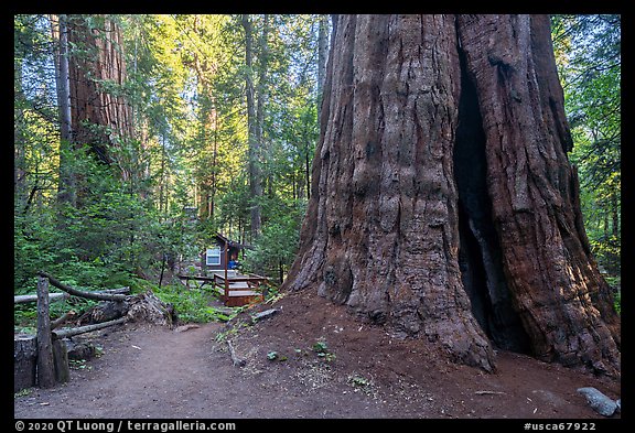 Giant Sequoia trees and cabin, Belknap Grove. Giant Sequoia National Monument, Sequoia National Forest, California, USA (color)