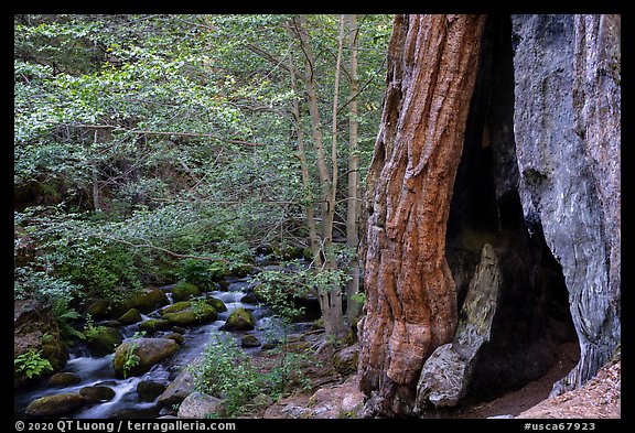 Giant Sequoia trees and Middle Fork Tule River. Giant Sequoia National Monument, Sequoia National Forest, California, USA (color)