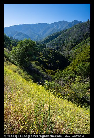 Wildflowers and steep forested slopes near Camp Nelson. Giant Sequoia National Monument, Sequoia National Forest, California, USA