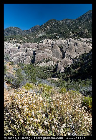Wildflowers, sandstone fins, and mountains. San Gabriel Mountains National Monument, California, USA (color)