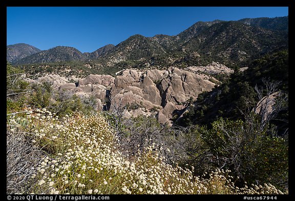 Wildflowers, sandstone fins in Punchbowl Canyon. San Gabriel Mountains National Monument, California, USA