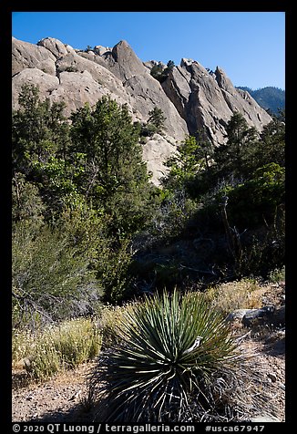 Agave and tilted sandstone formation from the base, Devils Punchbowl. San Gabriel Mountains National Monument, California, USA