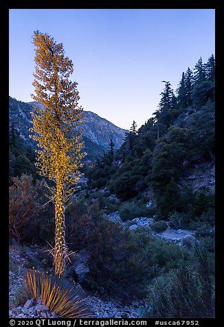 Yucca in bloom and San Antonio Creek at dusk. San Gabriel Mountains National Monument, California, USA (color)