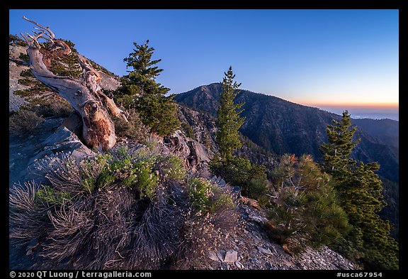 Wildflowers and trees on Mt Baldy Devils Backbone ridge at dawn. San Gabriel Mountains National Monument, California, USA (color)