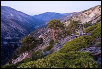 San Antonio Canyon from Mt Baldy at dawn. San Gabriel Mountains National Monument, California, USA ( color)
