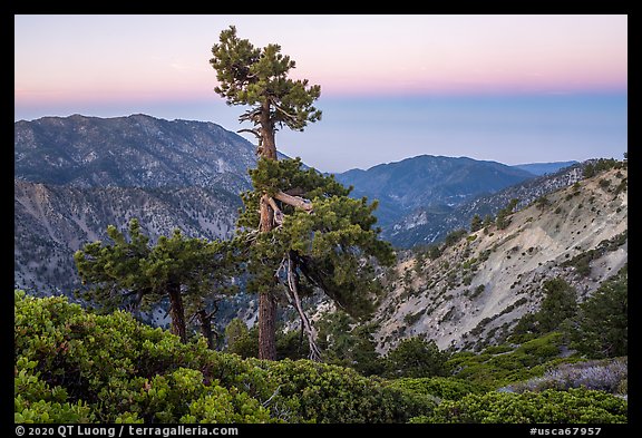 Shrubs and pine tree from Devils Backbone at dawn. San Gabriel Mountains National Monument, California, USA (color)