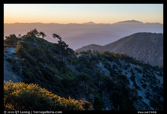 Mount San Antonio's Devils Backbone ridge at sunrise. San Gabriel Mountains National Monument, California, USA (color)