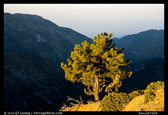 Pine on Backbone ridge at sunrise and Ontario Peak in shadow. San Gabriel Mountains National Monument, California, USA (color)
