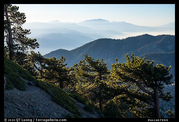 Trees on Backbone ridge with San Gorgiono Mountain in distant haze. San Gabriel Mountains National Monument, California, USA