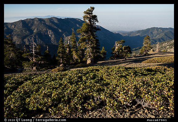 Subalpine shrubs and pine trees on Mount San Antonio. San Gabriel Mountains National Monument, California, USA (color)
