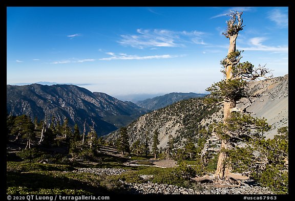 Pine trees on Mt Baldy. San Gabriel Mountains National Monument, California, USA (color)