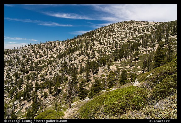 Baldy Bowl. San Gabriel Mountains National Monument, California, USA (color)
