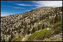 Baldy Bowl. San Gabriel Mountains National Monument, California, USA ( color)