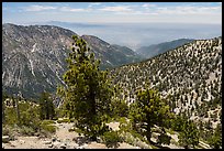 Looking down Baldy Bowl. San Gabriel Mountains National Monument, California, USA ( color)