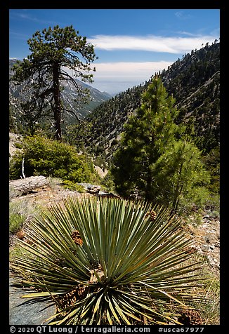 Sotol with fallen pine cones, Baldy Bowl. San Gabriel Mountains National Monument, California, USA