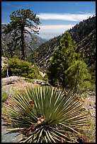 Sotol with fallen pine cones, Baldy Bowl. San Gabriel Mountains National Monument, California, USA ( color)
