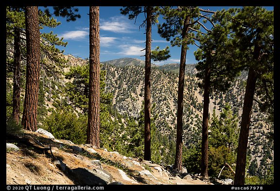 Row of pine trees, Baldy Bowl. San Gabriel Mountains National Monument, California, USA (color)