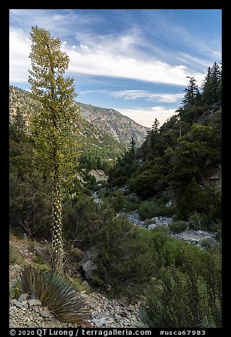 Blooming Sotol and San Antonio Creek. San Gabriel Mountains National Monument, California, USA (color)