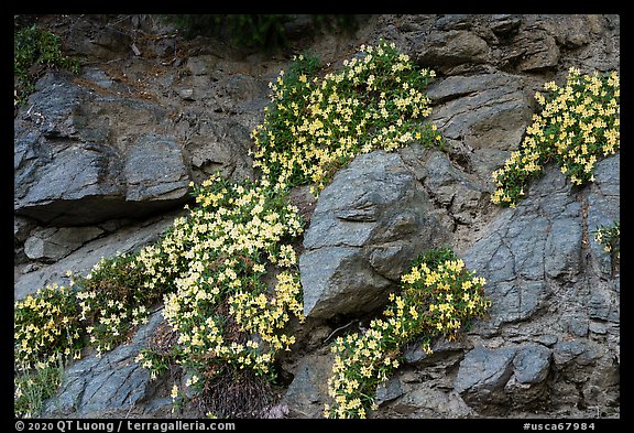 Wildflowers, San Antonio creek. San Gabriel Mountains National Monument, California, USA