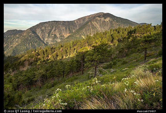 Mt Baden Powell from Blue Ridge. San Gabriel Mountains National Monument, California, USA (color)