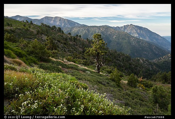 Wildflowers, Mt Baldy, and Iron Mountain. San Gabriel Mountains National Monument, California, USA (color)