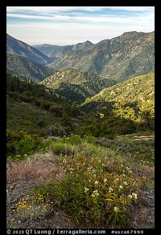Wildflowers and Rattlesnake Peak. San Gabriel Mountains National Monument, California, USA