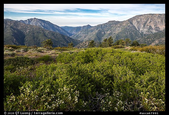 Wildflowers and shrubs on Blue Ridge, Iron Mountain and Ross Mountain. San Gabriel Mountains National Monument, California, USA (color)