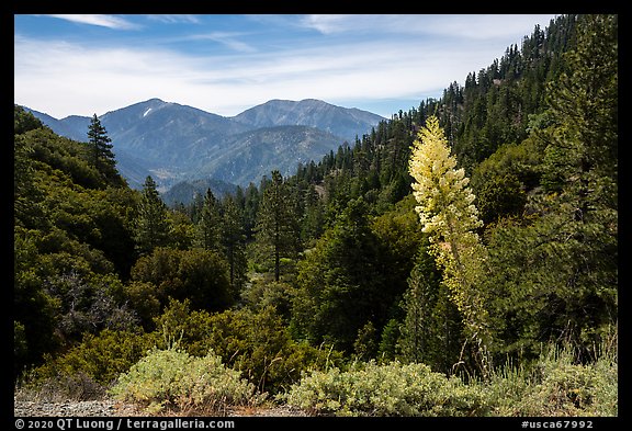Agave in bloom, Pine Mountain, and Mount San Antonio. San Gabriel Mountains National Monument, California, USA (color)