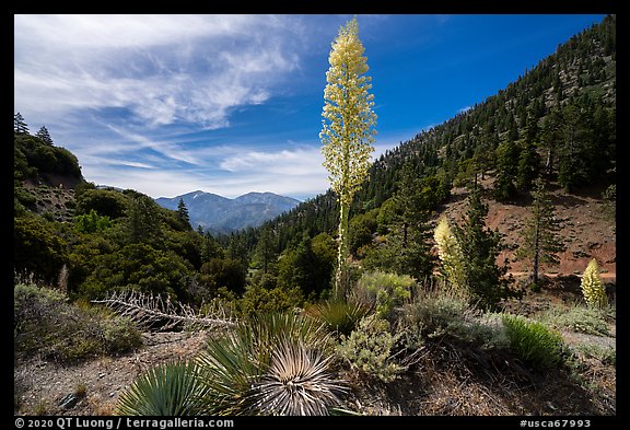 Agaves in bloom, Pine Mountain, and Mount San Antonio from Vincent Gap. San Gabriel Mountains National Monument, California, USA