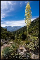 Mount Baldy from Vincent Gap with agave in bloom. San Gabriel Mountains National Monument, California, USA ( color)