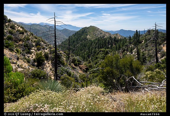 Wildflowers, burned trees, Waterman Mountain. San Gabriel Mountains National Monument, California, USA