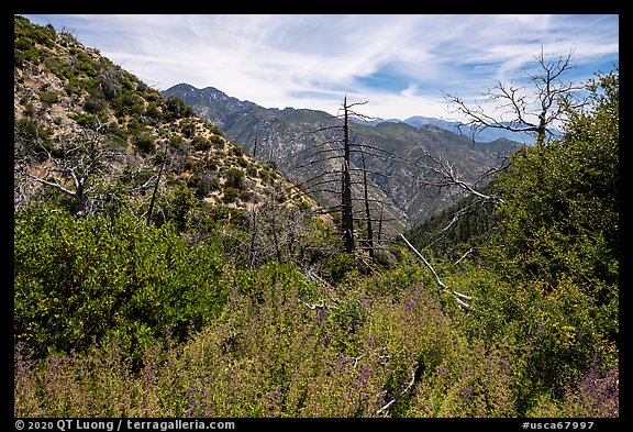 Chaparal with wildflowers and burned trees. San Gabriel Mountains National Monument, California, USA (color)