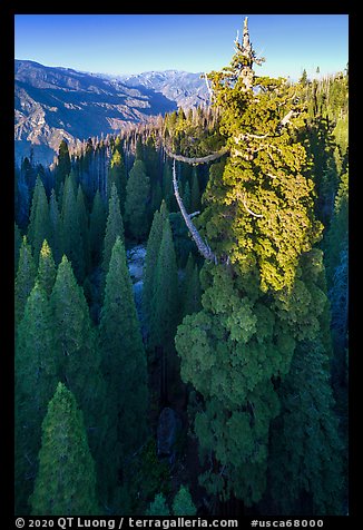 Aerial view of Boole Tree and Kings Canyon. Giant Sequoia National Monument, Sequoia National Forest, California, USA (color)