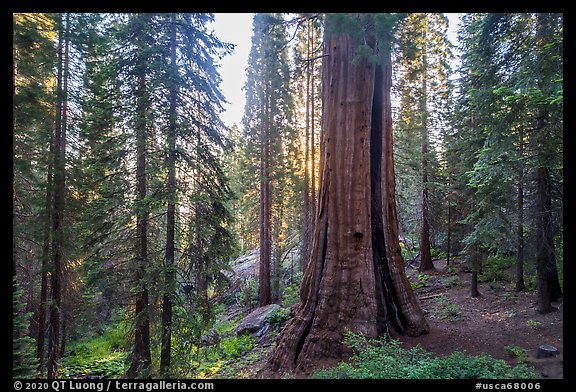 Base of Boole tree, sunrise. Giant Sequoia National Monument, Sequoia National Forest, California, USA