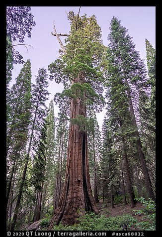 Boole Tree giant sequoia, late afternoon. Giant Sequoia National Monument, Sequoia National Forest, California, USA
