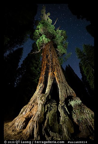 Boole Tree from the base and stars. Giant Sequoia National Monument, Sequoia National Forest, California, USA