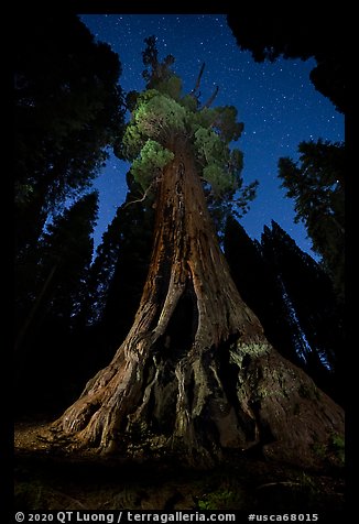 Boole Tree and starry sky. Giant Sequoia National Monument, Sequoia National Forest, California, USA