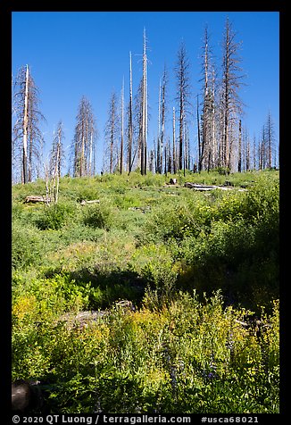 Wildflowers and burned trees, Converse Basin. Giant Sequoia National Monument, Sequoia National Forest, California, USA (color)