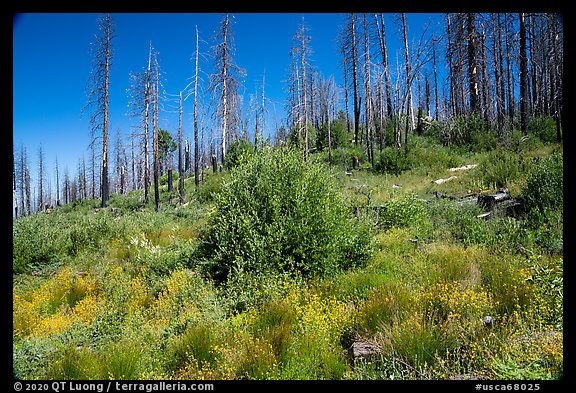 Wildflowers and burned trees. Giant Sequoia National Monument, Sequoia National Forest, California, USA