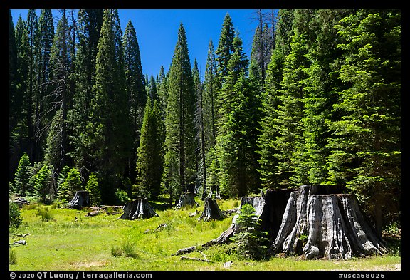Stump Meadow. Giant Sequoia National Monument, Sequoia National Forest, California, USA (color)