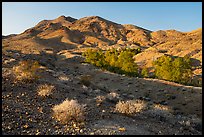 Bonanza Springs and Clipper Mountains. Mojave Trails National Monument, California, USA ( color)