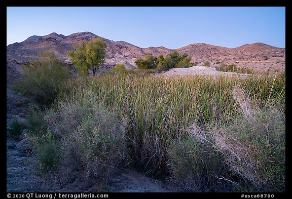 Desert riparian environment in Bonanza Springs. Mojave Trails National Monument, California, USA (color)