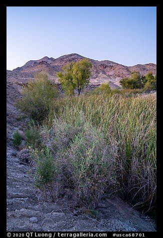 Plants and trees in Bonanza Springs at dusk. Mojave Trails National Monument, California, USA