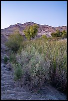 Plants and trees in Bonanza Springs at dusk. Mojave Trails National Monument, California, USA ( color)