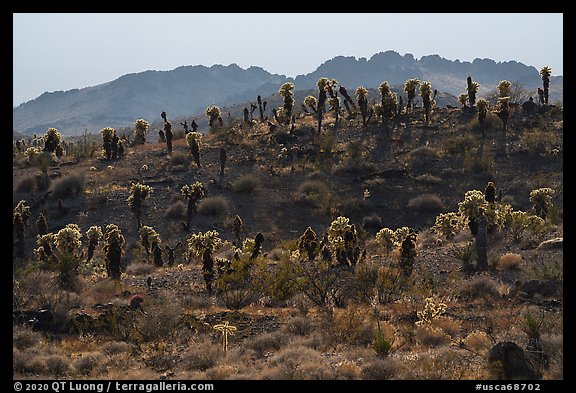 Bigelow Cholla cactus on ridge. Mojave Trails National Monument, California, USA